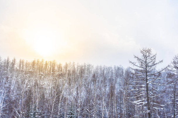 雪の冬の海の木と美しい屋外の自然風景 - 写真・画像