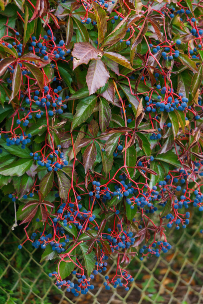 Wild grapes hedge with blue berries. Autumn landscape. - Photo, Image
