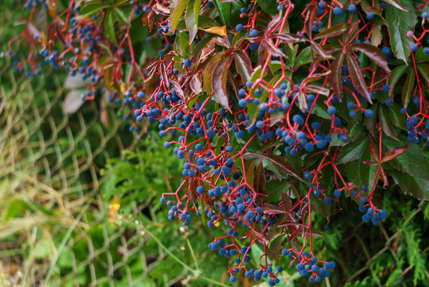 Wild grapes hedge with blue berries. Autumn landscape. - Photo, Image