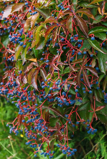 Hecke aus wilden Trauben mit blauen Beeren. Herbstlandschaft. - Foto, Bild