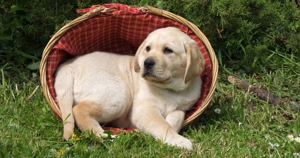 Amarillo Labrador Retriever, cachorro jugando en una cesta, Normandía, cámara lenta 4K
 - Metraje, vídeo