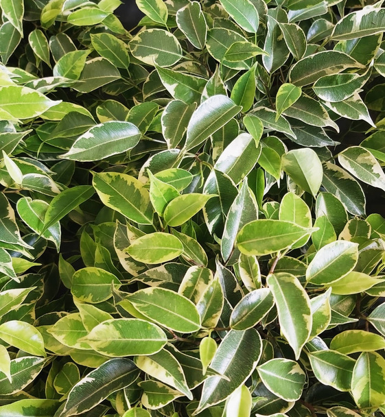 fond naturel, vert marbré avec des feuilles blanches, foyer croissant
 - Photo, image