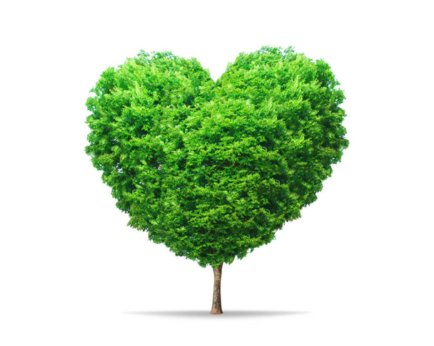 Green leaf tree in heart shape with nature isolated on pure white background. Environment tree for decoration creative concept. - Foto, immagini
