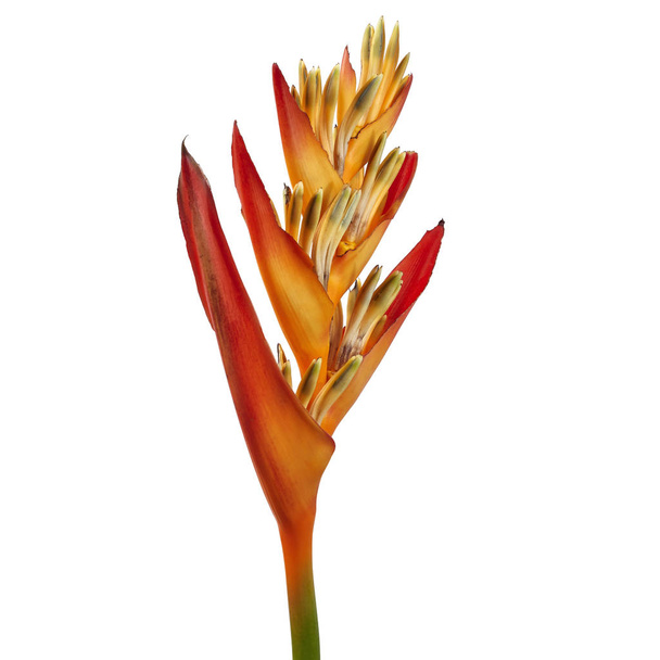 Heliconia psittacorum flower, Tropical orange flower isolated on white background, with clipping path - Photo, Image