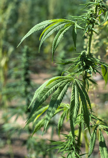 Fazenda de marijuana. Cultivo de Cannabis sativa na fazenda
. - Foto, Imagem