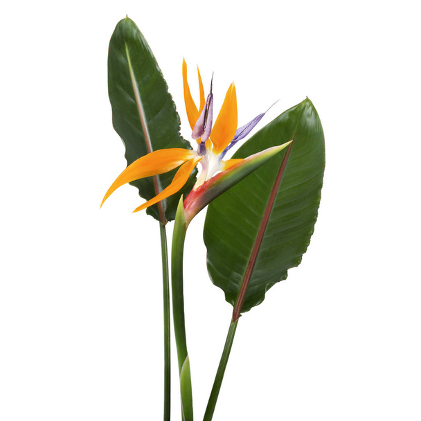 Strelitzia reginae květ s listy, Pták ráje květ, Tropické květiny izolované na bílém pozadí, s výstřižkem cesta - Fotografie, Obrázek
