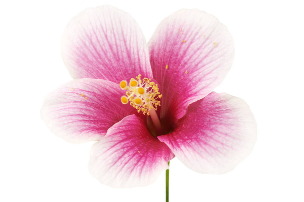 Hibiskus lub kwiat róży mallow, Tropikalny różowy kwiat izolowany na białym tle, ze ścieżką wycinania                                    - Zdjęcie, obraz