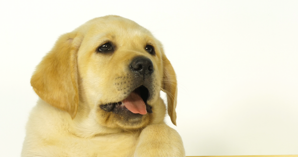 Yellow Labrador Retriever, Portret van Puppy Yawning op witte achtergrond, Normandië, Slow Motion 4k - Video