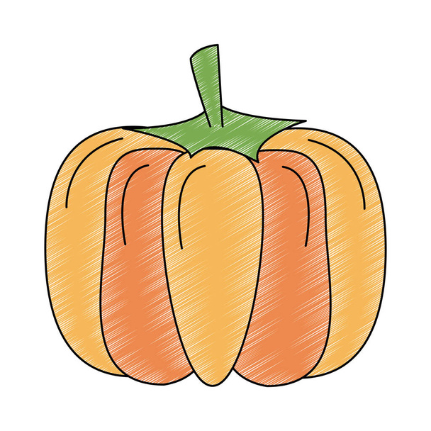 Pumpkin fresh vegetable scribble - Vektor, kép