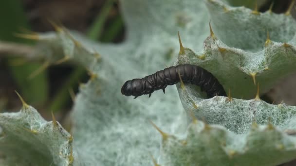 Butterfly larva, εντόμου Cucullia lucifuga family Noctuidae, σέρνεται στο Arctium, διετή φυτά, κολπίσκος, οικογένεια Asteraceae. μακροεντολή - Πλάνα, βίντεο