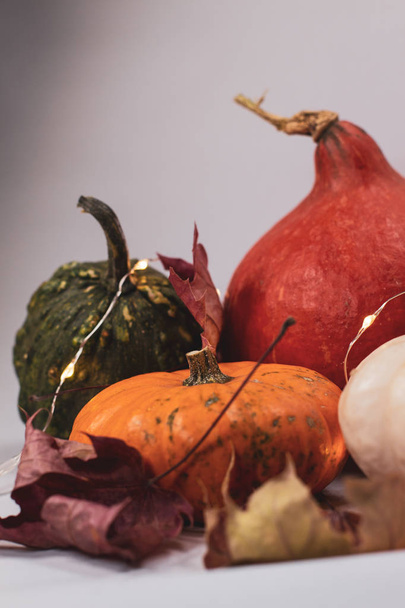 Красочные тыквы осенью
 - Фото, изображение