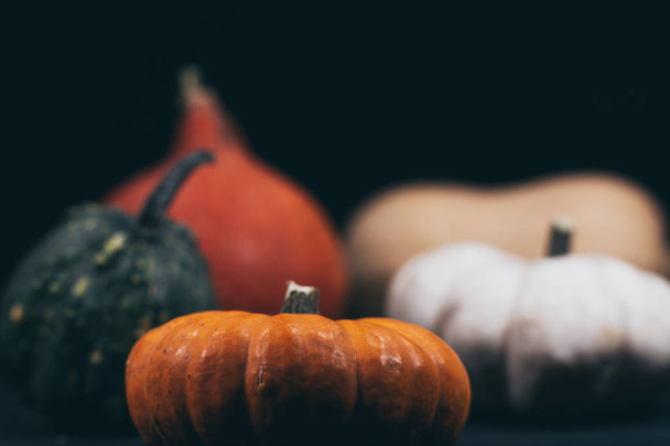 Colorful pumpkins in fall - Φωτογραφία, εικόνα
