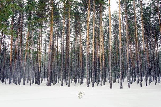 зимний лес в снегу - Фото, изображение