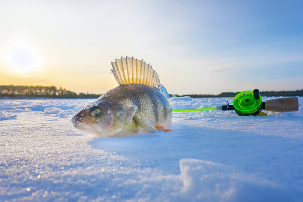 Karda balık yakalamak. Kış balıkçılığı kış hobisi - Fotoğraf, Görsel