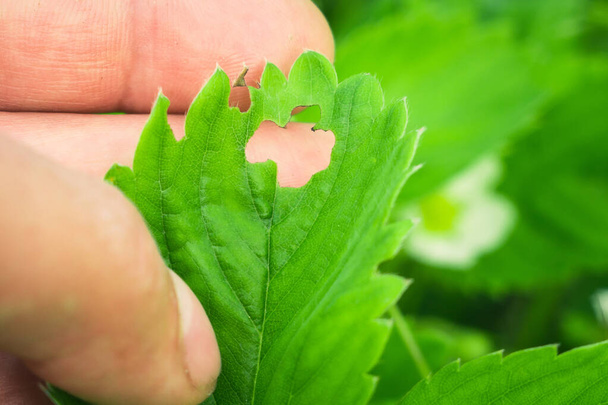 diseases of strawberry leaves parasites - Photo, Image