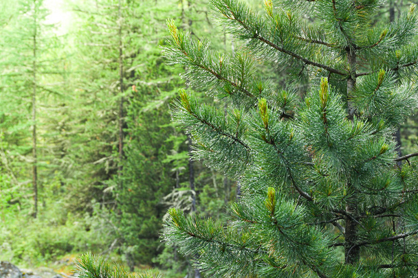 Zöld ágak a tűlevelű erdőben nyáron - Fotó, kép