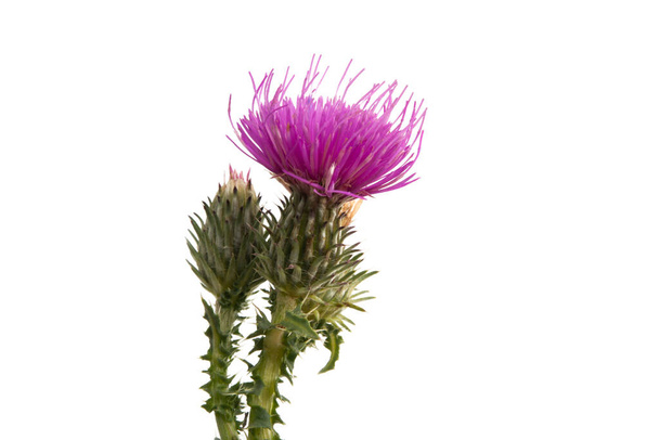 Burdock çiçeği izole edilmiş  - Fotoğraf, Görsel