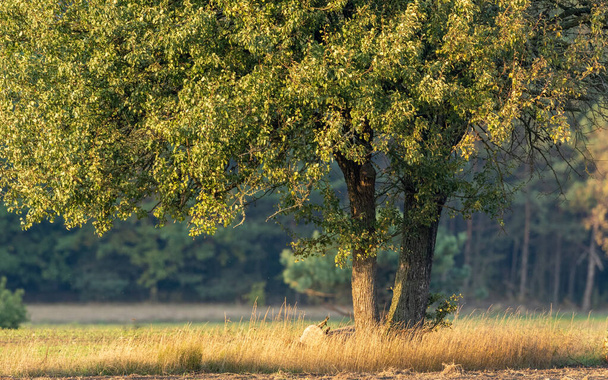 Старе грушеве дерево восени
 - Фото, зображення