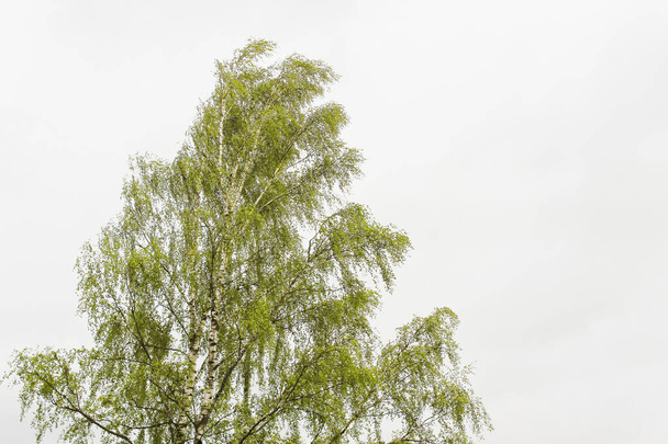 Birch tree with juicy green leaves on white background. - Foto, afbeelding