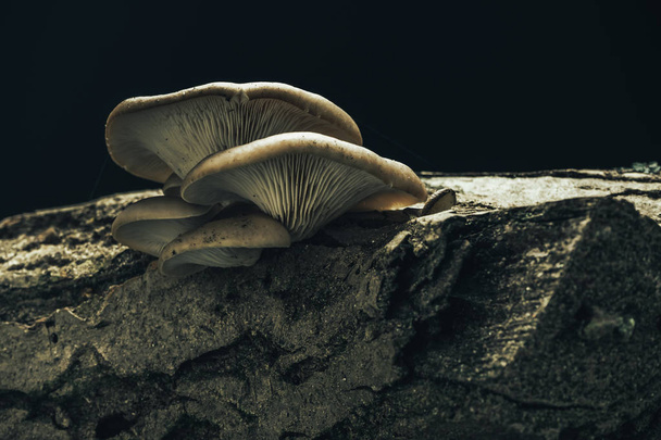 Piękne grzyby rosnące w starym drzewie orzecha włoskiego na czarnym tle. - Zdjęcie, obraz