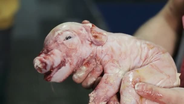 Bir çiftçi yeni doğmuş bir domuzu kollarında tutar. Birkaç saniye önce doğmuş bir domuz.. - Video, Çekim