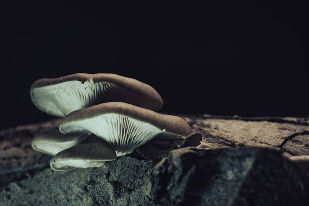Beautiful growing mushrooms in the old walnut tree on black background. - Photo, Image