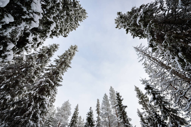 El bosque ha cubierto con nieve pesada y el mal tiempo cielo en wi
 - Foto, imagen
