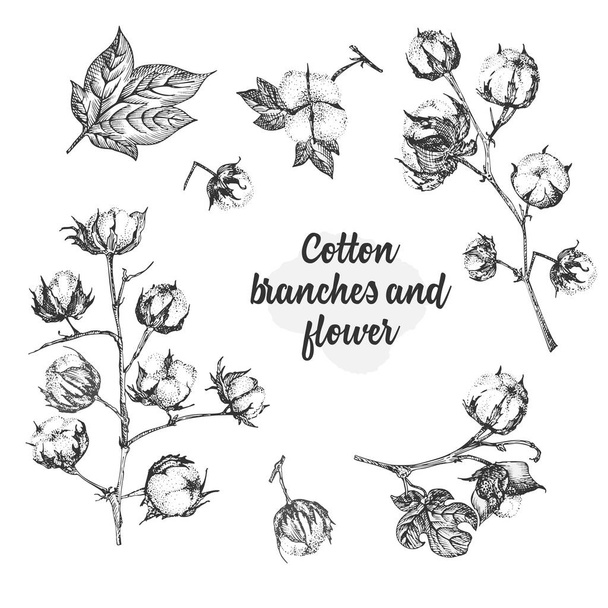 Set twijgen, bloemen en bladeren van een katoenplant. Handgetekende schets botanische illustratie. Graveerstijl. Zwart-wit illustratie. - Vector, afbeelding