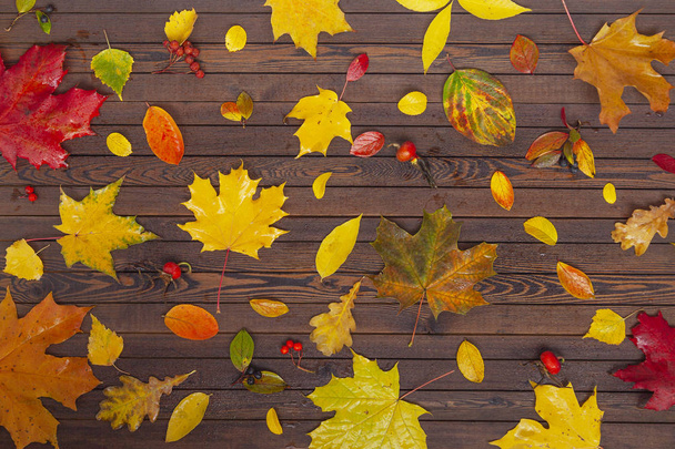 Background of colored wet autumn leaves. Yellow Red and Orange Autumn Leaves on a wooden Board.   - Valokuva, kuva
