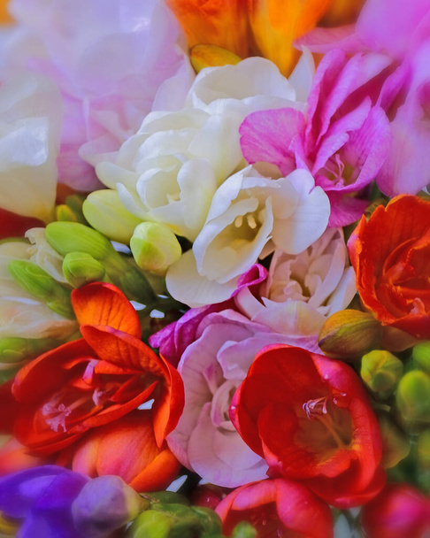 colorful freesia flowers top view, natural background - Photo, Image