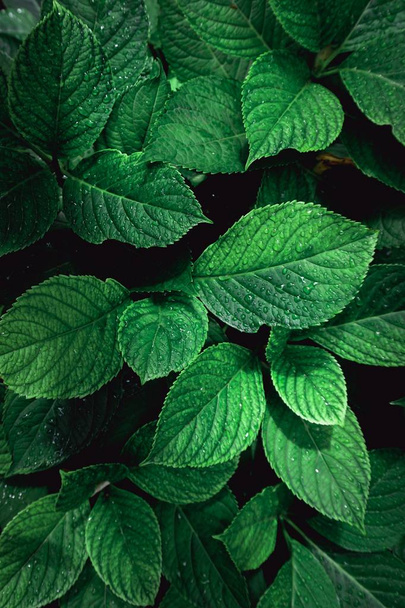                hojas de plantas verdes texturizadas en otoño, fondo verde en la naturaleza
 - Foto, Imagen