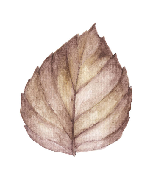 Ilustração aquarela da folha de outono isolada no fundo branco
 - Foto, Imagem