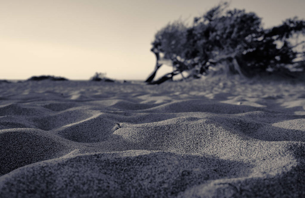 Dune di Piscinas 'da Juniperus, Sardunya Çölü, Arbus, İtalya - Fotoğraf, Görsel