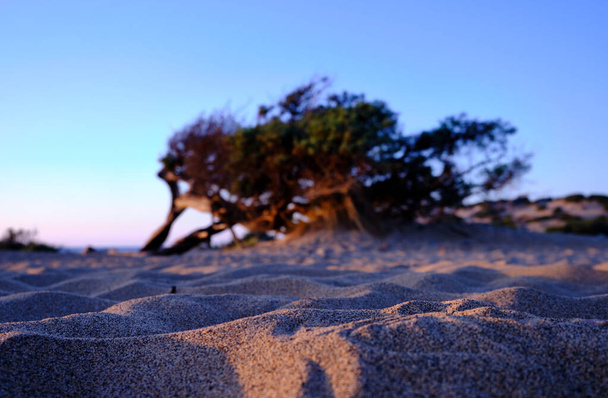 Junperus in Dune di Piscinas, Sardinian Desert, Arbus, Italy - 写真・画像