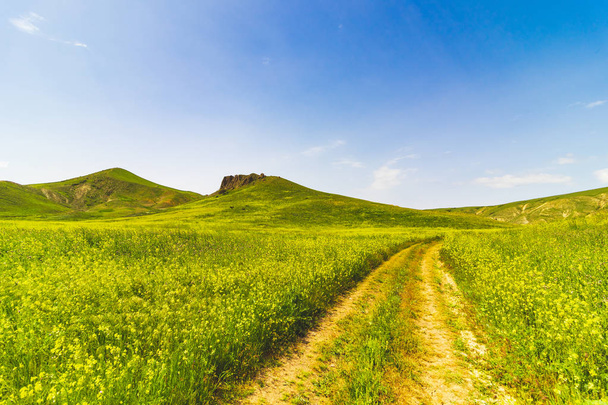 Grande campo verde com uma estrada central e arbustos. Bela vista do campo com céu azul
 - Foto, Imagem