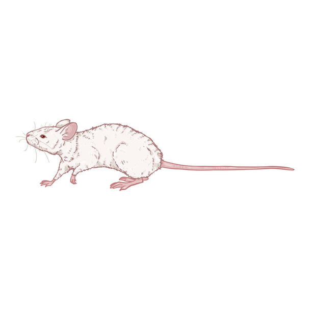 Vector Cartoon Illustration - Albino White Mouse - Vector, Image