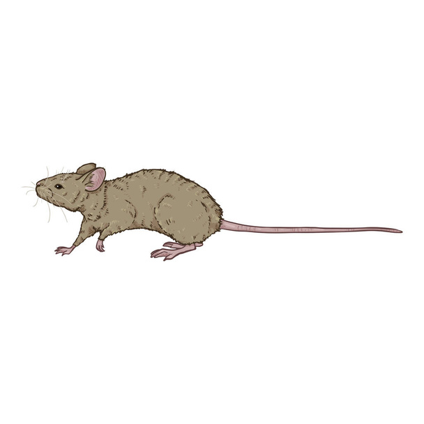 Vector Cartoon Illustration - Walking Gray Mouse - Vector, Image