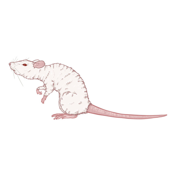 Ilustración de dibujos animados vectoriales - Albino White Rat
 - Vector, Imagen