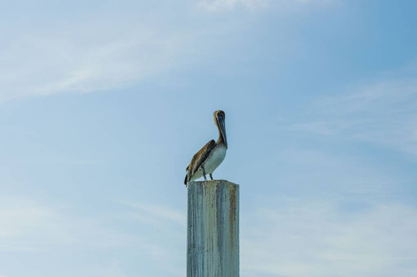 Pelican  sitting on logs. Turquoise water and blue sky background. Caribbean.  Key West, Florida. USA Amazing nature background. - Foto, Imagen