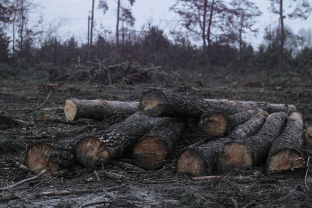 Polttopuiden korjuu talvi-syksy metsässä. Suolla sahan tekniikka ja ympäristökatastrofi. Eläimistön ja kasviston tuhoaminen
 - Valokuva, kuva