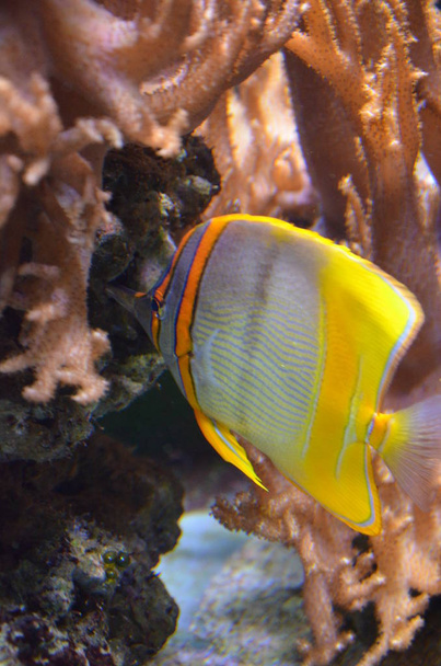 Copperband butterflyfish (Chelmon rostratus) - Photo, Image