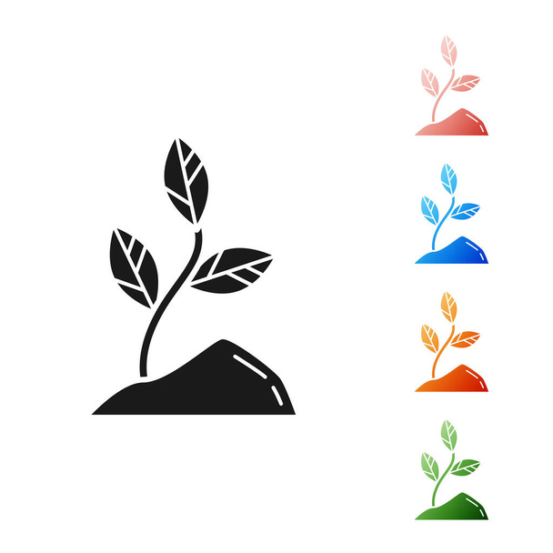 Black Sprout icon isolated on white background. Seed and seedling. Leaves sign. Leaf nature. Set icons colorful. Vector Illustration - Vector, Image