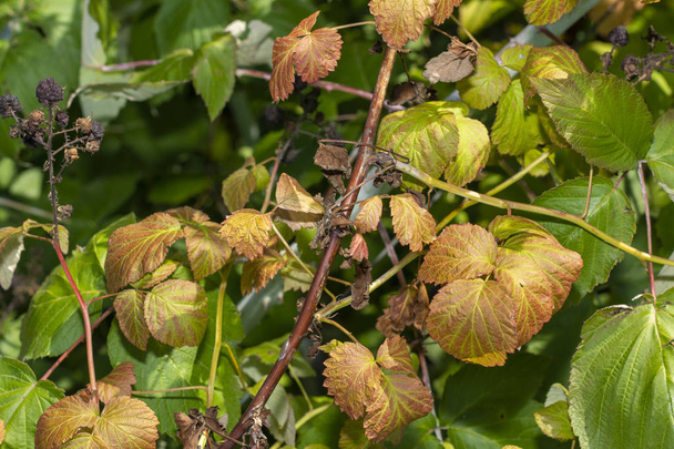 腐った黒スグリの斑点で病気の葉。保護会 - 写真・画像