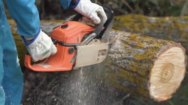Lumberjack logger worker in protective gear cutting firewood timber tree in forest with chainsaw. - Footage, Video