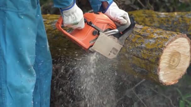 houthakker logger werknemer in hoofd-en gezichtsbescherming snijden brandhout hout boom in forest met chainsaw. - Video