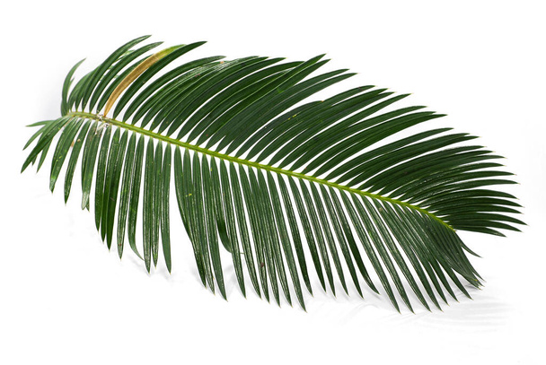 Tropical palm leaf isolated on white background - Photo, Image