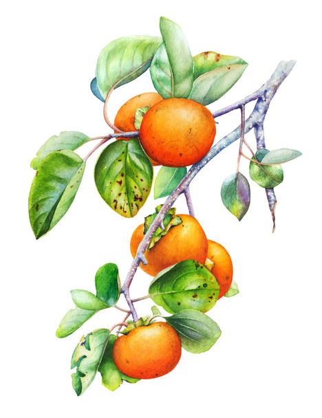 Watercolor botanical illustration of the persimmon tree branch with fruits and leaves isolated on white background - Foto, immagini