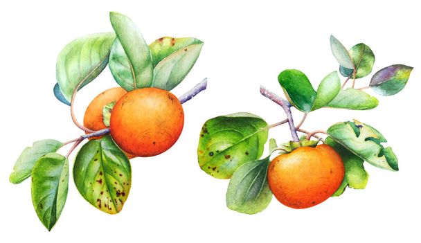 Watercolor botanical illustration of the persimmon tree branch with fruits and leaves isolated on white background - Фото, изображение