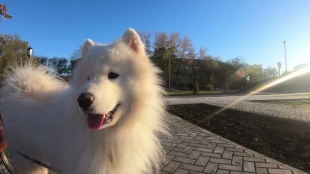Ένα μεγάλο άσπρο σκυλί στο κοντινό πάρκο. Λευκό σκυλί husky husky κατοικίδιο ζώο βόλτες στο δρόμο, closeup. - Πλάνα, βίντεο