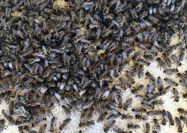Structure hexagonale abstraite est nid d'abeille rempli d'esprit ruche
 - Photo, image